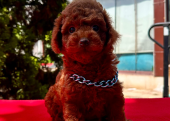 Red Brown Toy Poodle Yavrular